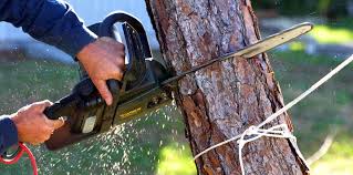 How Our Tree Care Process Works  in  Roosevelt, NJ