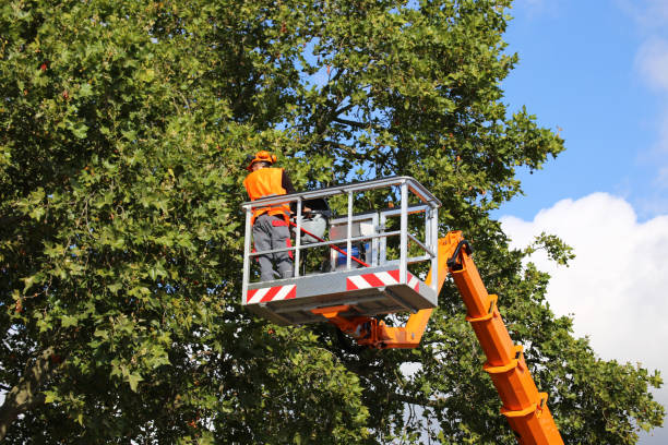 Best Tree Risk Assessment  in Roosevelt, NJ